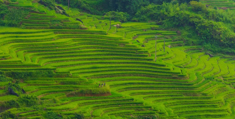 Cân và đóng bao