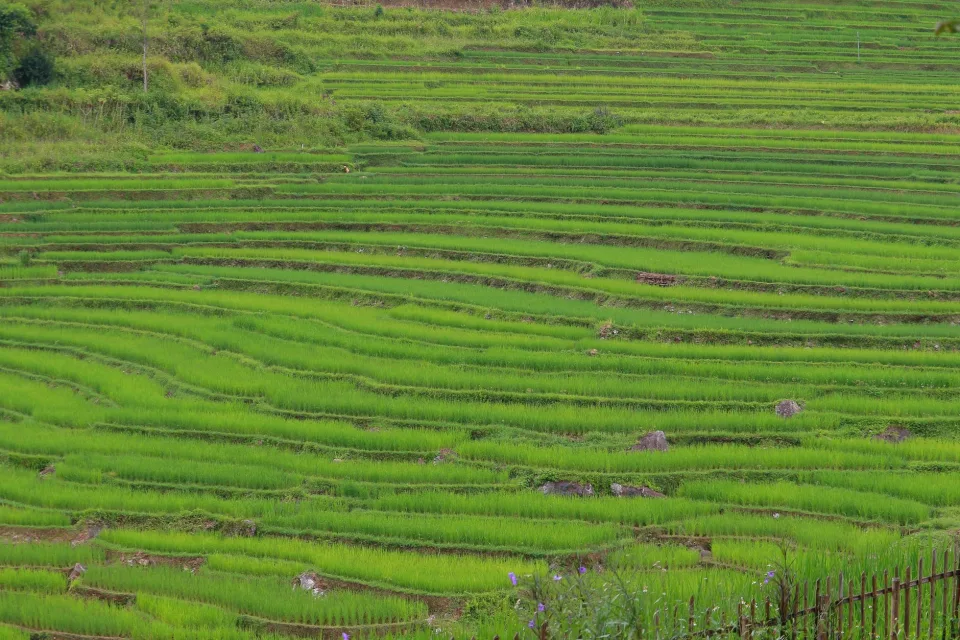 Ruộng lúa chín